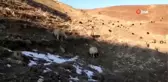 Çoban mera tepkisini çektiği videoyla dile getirdi