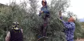 Ermenek'te zeytin, yöre halkının umudu oldu