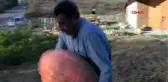 Hobi için diktiği kabaklar 40 kiloya ulaştı