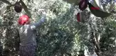 Erdemli'de zeytin üretimi 10 yılda 5 kat arttı