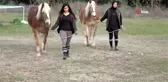 Yıllarca faytona koşulan atlar şimdi kuş sütüyle besleniyor