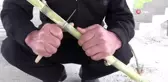 Kamışın ney yolculuğu