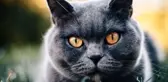 British shorthair kedisi özellikleri nelerdir? British shorthair yavrusu özellikleri, british shorthair kedi türleri, british shotair mizacı