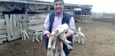Öksüz kalan kuzu 