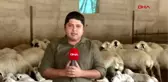 Adana'da diplomalı çobanlar yetişiyor