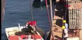 Zehirli midyeleri toplarken böyle görüntülendiler -1