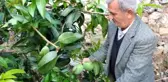 12 mango ağacından 45 bin lira para kazandı