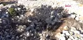 Amasya 1'inci derece arkeolojik sit alanında define ararken fotokapana takıldılar