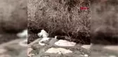 Sivas'ta 'beyaz gelincik' görüntülendi