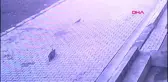 Vicdansız sürücü yavru kediyi ezip kaçtı