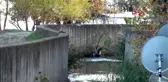 Balıkesir edremit'te, denize dökülen derede binlerce balık telef oldu