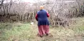 Fındık fiyatı, üreticileri bahçelerine yönlendirdi