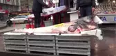 2 metrelik yayın balığı yakalandı