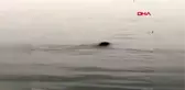 Çanakkale'de balıkçılar denizde yüzen domuzun karaya çıkmasını sağladı