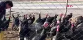 Gaziantep nurdağı'nda hindiler satışa çıktı