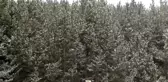 Sarıkamış'ta sis ve kırağı - KARS