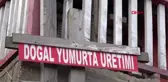 Trabzon mühendisliği bıraktı tavuk çiftliği kurdu