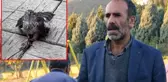 Güvercinlerini öldüren atmacaya tuzak kurdu, 