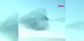 Sığırcık kuşlarının dansı