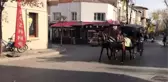 Adalar'da ruam hastalığına yakalanan atların itlaf edilmesi