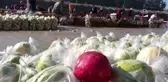 Turp işçisi kadınlar, AA'nın 