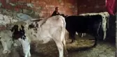 İkisini krediyle aldığı dört ineği çalındı