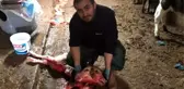 Çift başlı doğan buzağı görenleri hayrete düşürdü