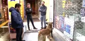 Üşüyen köpekleri ısıtıp karınlarını doyurdular