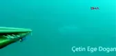 Çanakkale avladığı 50 kiloluk balığı yılbaşı akşamı arkadaşları ile yiyecek