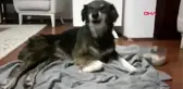 Silivri'de kurşunalanarak felç kalan köpek tedavi için ankara'ya gönderildi