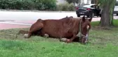 Dere kenarına bırakılan bitkin durumdaki at tedavi edilecek