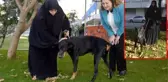 Doberman cinsi köpek 