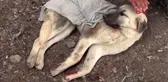 Sivas yaralı köpeğe belediye çalışanı şevkati