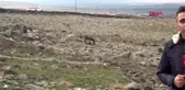 Diyarbakır güneydoğu'da yazın çalıştırılan eşekler, kışın ölüme terk ediliyor