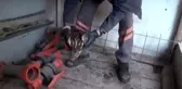 Yaralı bulunan doğan ve kuzgun tedaviye alındı