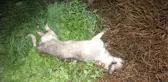 Portakal bahçesine dayısını kontrole giden yeğen, üzerinde 2 köpek olan parçalanmış cesediyle karşılaştı