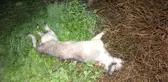 Adana'da köpek vahşeti