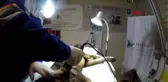 Osmaniye bacağı kırılan köpeğe 2,5 saatlik ameliyat