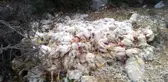 Binlerce tavuk ölüsü araziye bırakıldı! Vatandaşlar şaşkına döndü