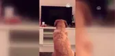Paylaşılamayan ve dava konusu olan köpek 