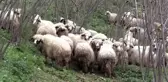 Ordulu ev hanımının yüzü 