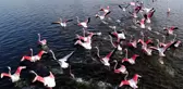 Kış mevsimi ılıman geçince flamingolar göç etmedi