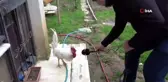 Postacıya saldıran horozun sahibi konuştu