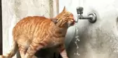 Bu kedi çeşmeden başka hiç bir yerden su içmiyor