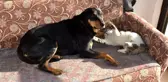 Kedi ile köpeğin dostluğu görenleri şaşırtıyor