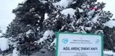 Konya 2 bin yıllık anıt ağaç kar yağışına dayanamadı