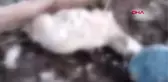 Mersin'de ağıla giren köpekler, 10 koyunu telef etti
