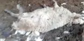 Sokak köpeklerinin 10 koyunu telef ettiği, 9'unu yaraladığı iddiası