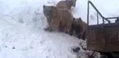 Boz ayılar kış uykusuna yatmadı