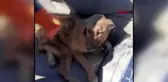 Burdur çöplükte bulunan yaralı köpek tekerlekli sandalyeyle yaşama tutunacak